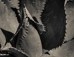 THE AGAVE UP CLOSE The Photography of Jon Rendell Scene4 Magazine May 2014 www.scene4.com