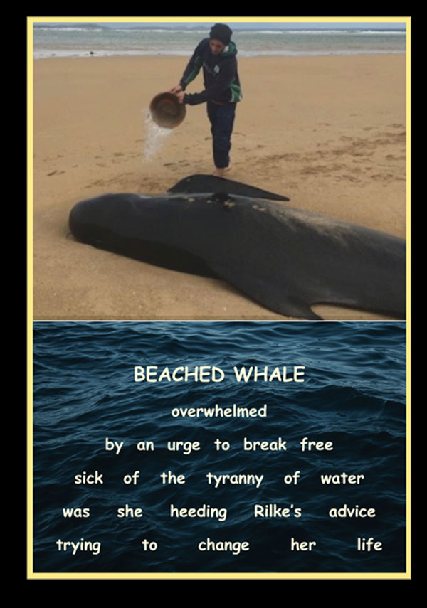 Beached-Whale-cr