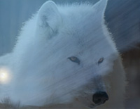 Scene4 Magazine: "White Wolf" | Griselda Steiner March 2011  www.scene4.com